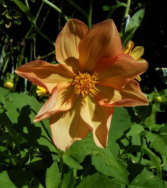 dalia - 2014 (2).JPG