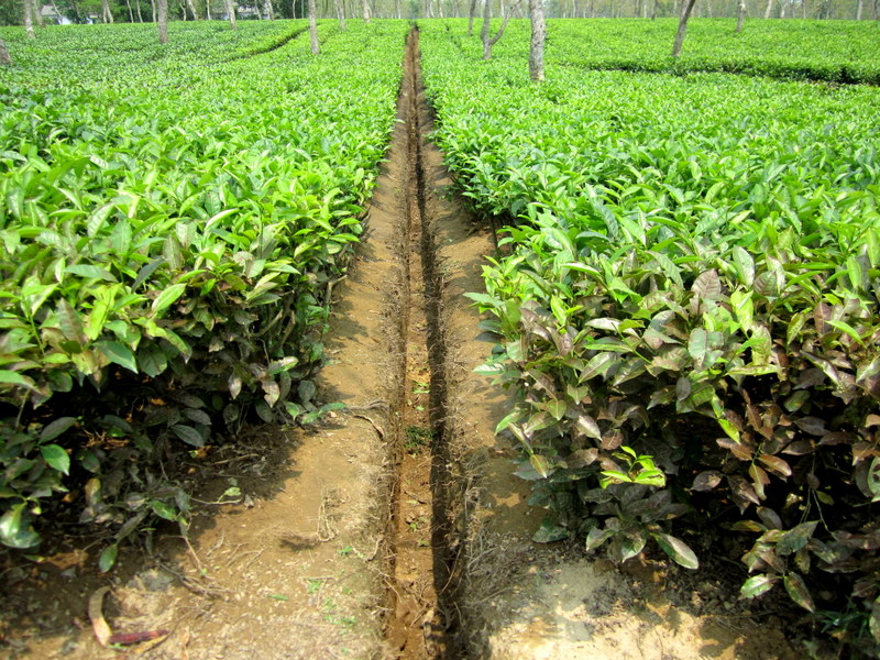 DAM  DIM  TEA  ESTATE 18-04-2011 11-02-06.JPG