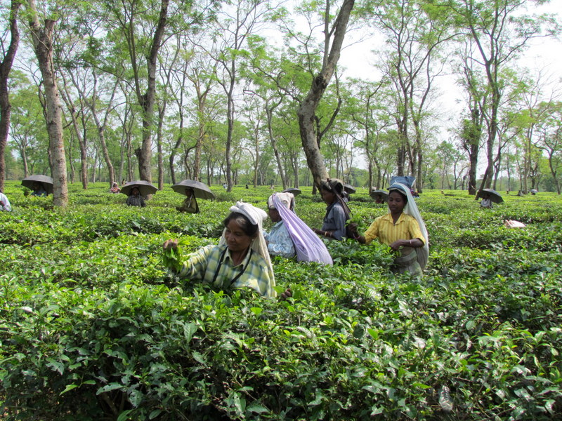 DAM  DIM  TEA  ESTATE 19-04-2011 09-56-17.JPG