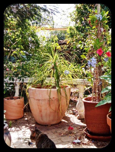 Dancefloor Beaucarnea recurvata16 Jul 22.jpg