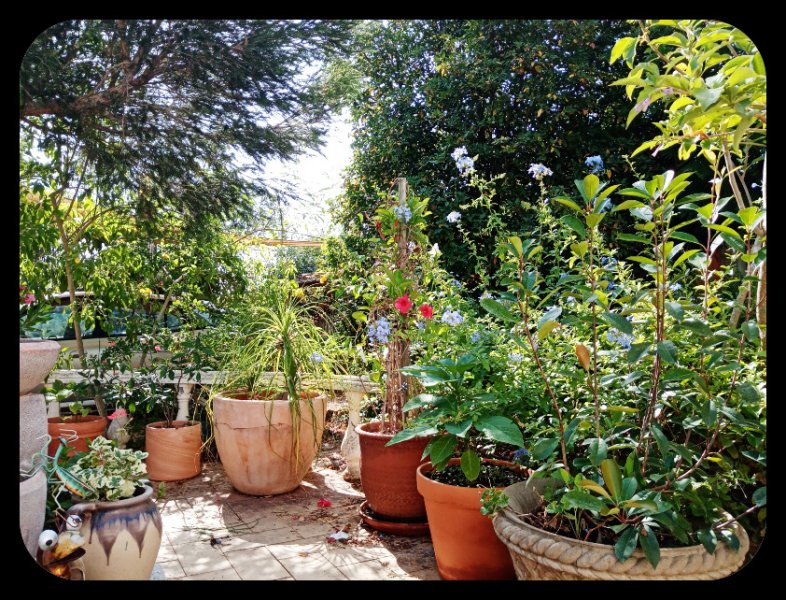 Dancefloor Plumbago 16 Jul 22.jpg