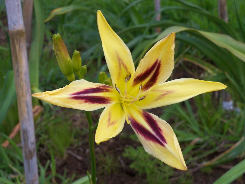 Dancing Chevrons.JPG