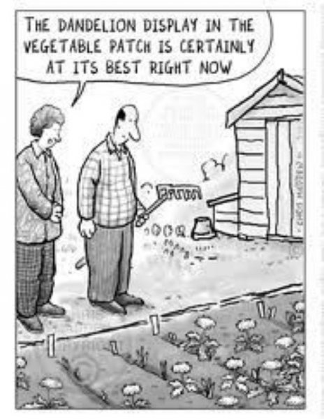 Dandelions.jpg