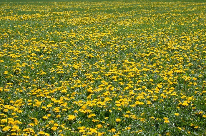 dandelions.jpg