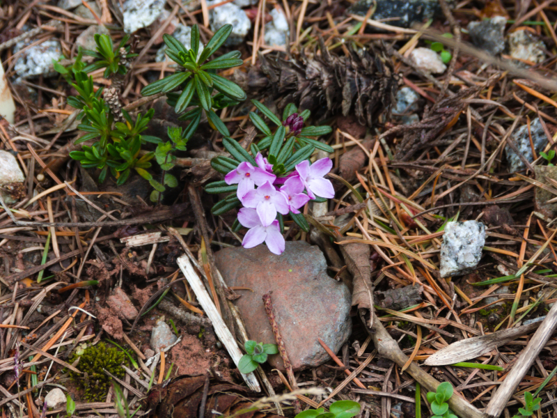 Daphne arbuscula.JPG