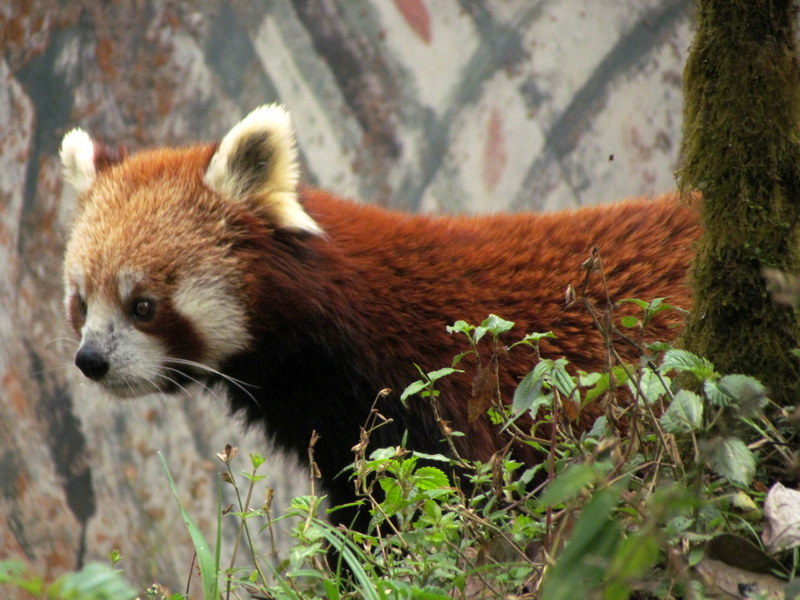 DARJEELING  ZOO  RED  PANDA 01-04-2011 11-27-39.JPG
