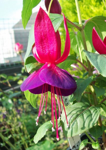 Dark and Delicious.JPG