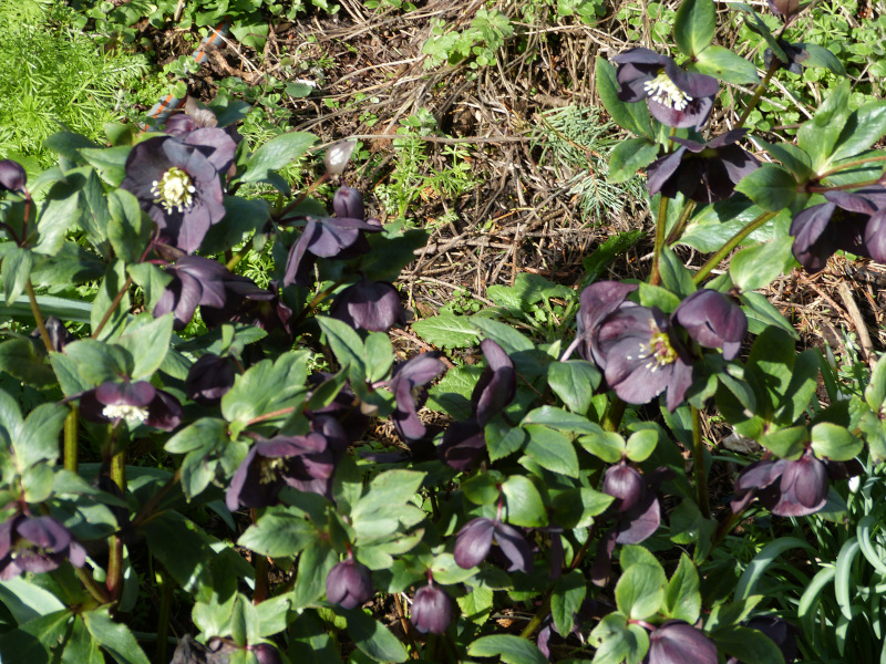 Dark Hellebore.JPG