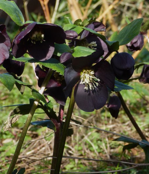 Dark Hellebore.JPG