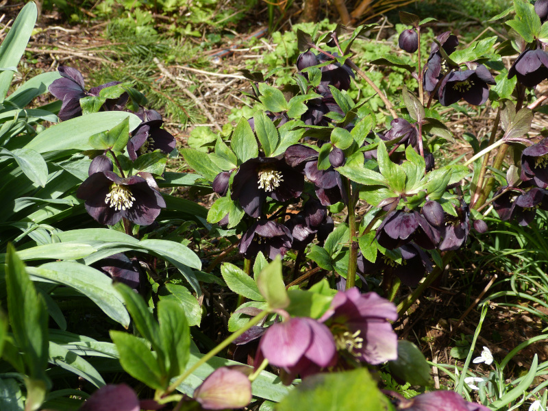 Dark Hellebore.JPG