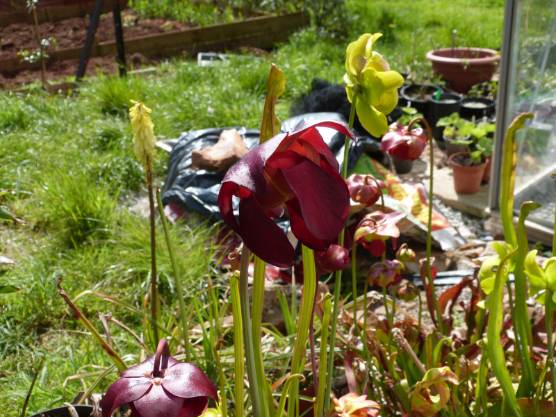 Dark Red Sarracenia.JPG