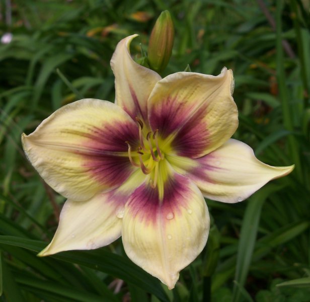 Dark Reflections sdlg.JPG