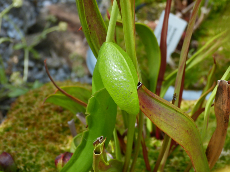 Darlingtonia 2017.JPG