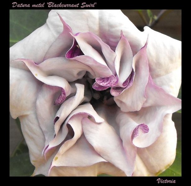 Datura 11 Sep 11.JPG