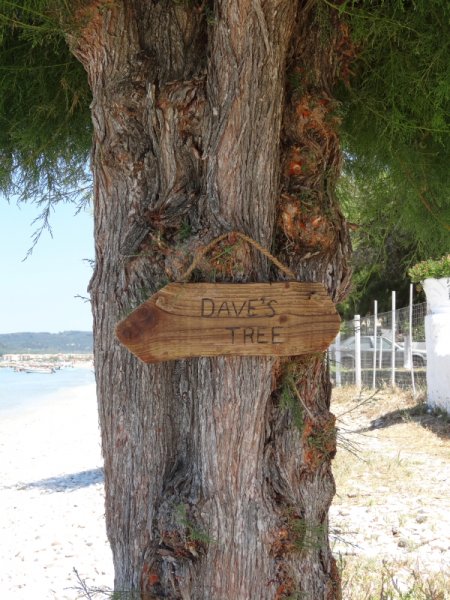 davesTree.JPG