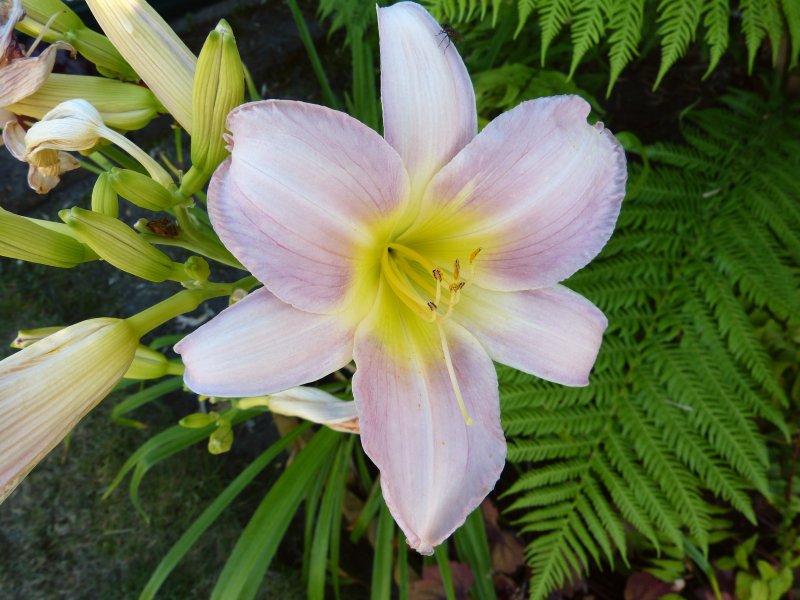 day lily.JPG