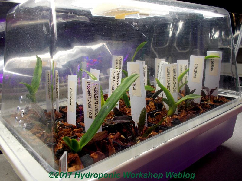 deflasked hybrids.jpg