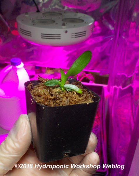 Deflasked phalaenopsis seedling.jpg