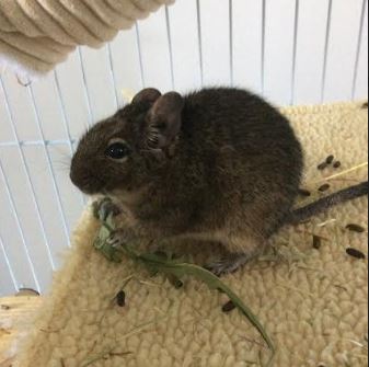 Degu.JPG