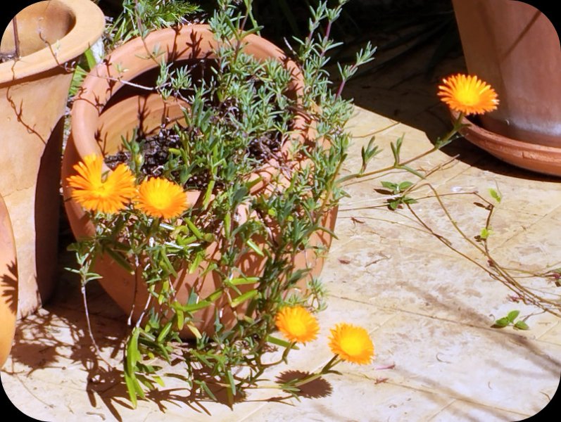 Delodperms cooperii 1 20 Feb 24.jpg