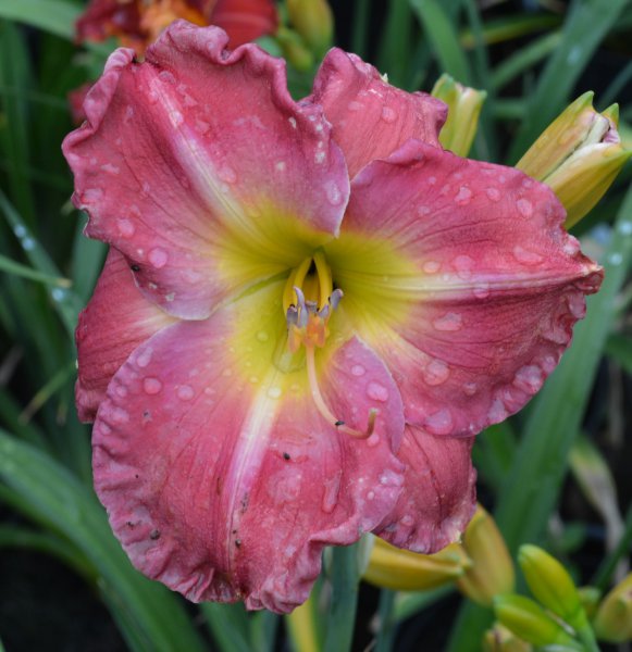 dena maries sister.JPG