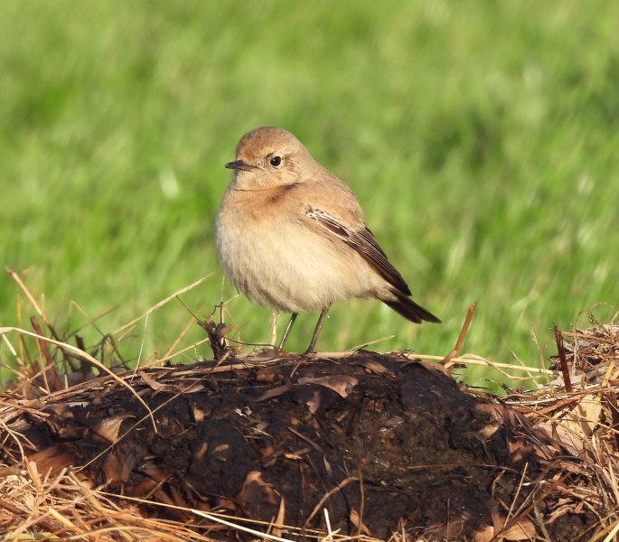 Desert Wheatear  (25).jpg