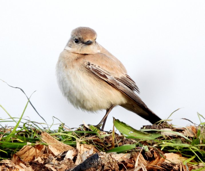 Desert Wheatear  (27).jpg