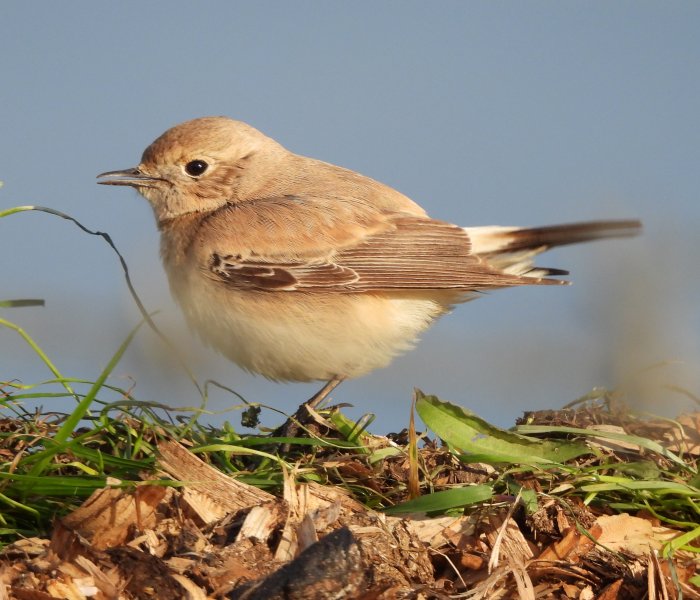 Desert Wheatear  (29).jpg