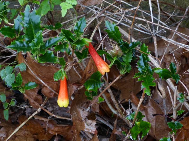 Desfontaina spinosa.JPG