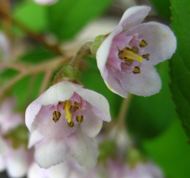 DEUTZIA  COMPACTA  LAVENDER  TIME 23-May-07 3-01-55 PM.jpg