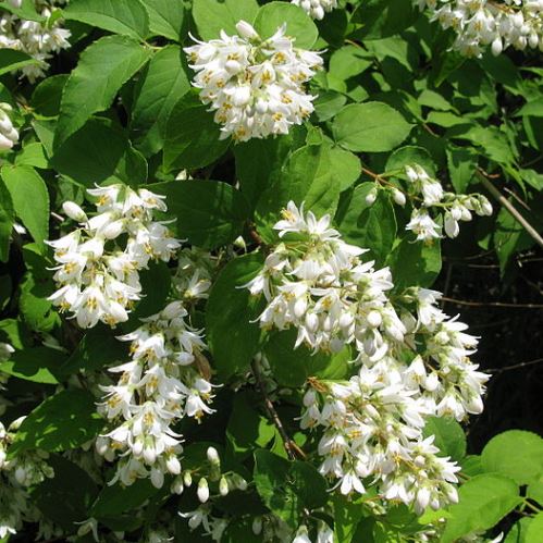 deutzia-crenata-500.jpg