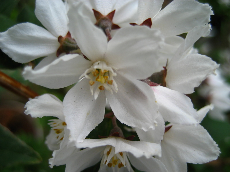 DEUTZIA  GLOMERULIFLORA  BWJ7742 21-05-2007 15-03-45.JPG