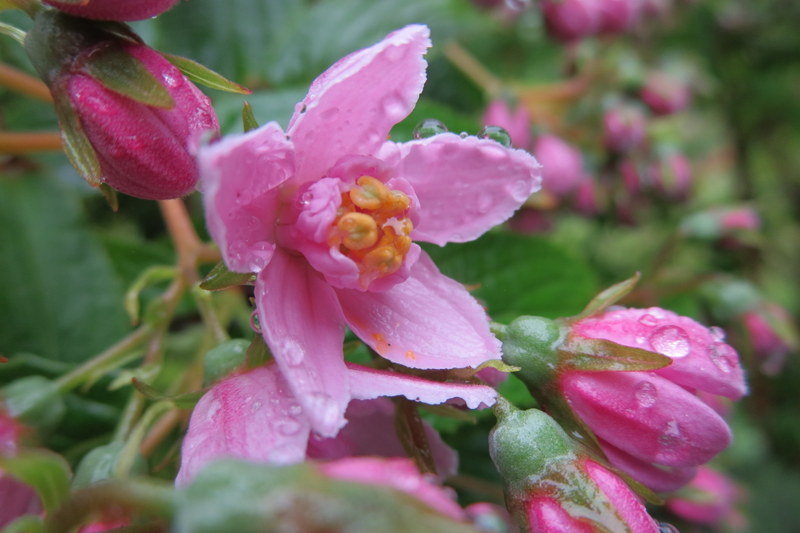 DEUTZIA  LONGIFOLIA  VEITCHII 11-Jun-16 2-37-19 PM.JPG