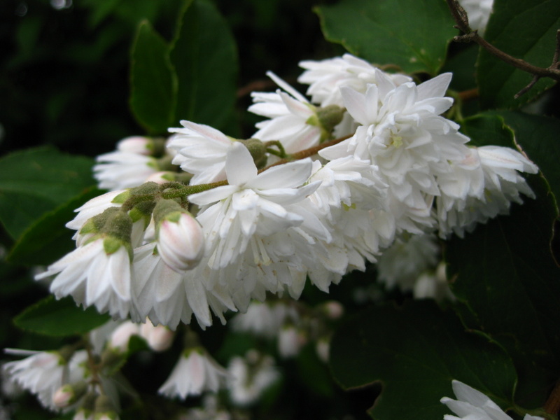 DEUTZIA  SCABRA  CANDIDISSIMA 15-Jun-09 5-38-18 PM.JPG