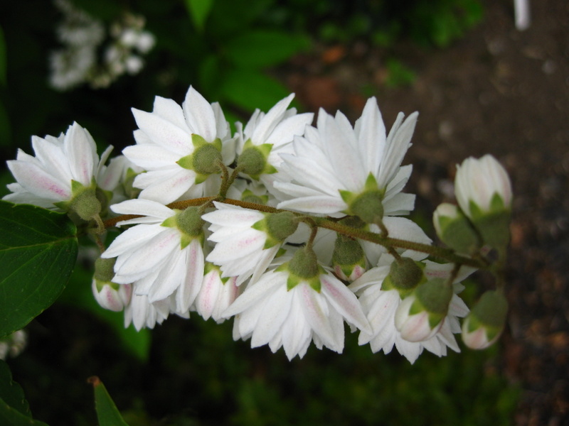 DEUTZIA  SCABRA  CANDIDISSIMA 15-Jun-09 5-38-39 PM.JPG