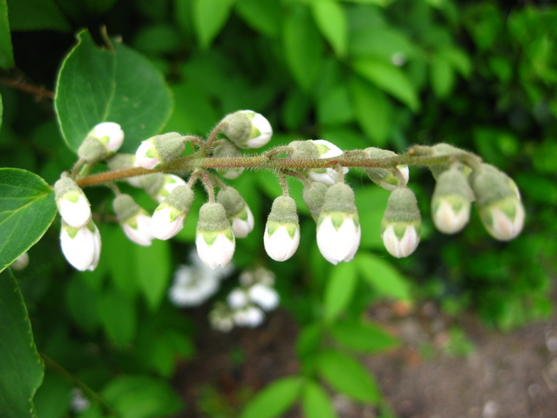 DEUTZIA  SCABRA  CANDIDISSIMA 15-Jun-09 5-38-52 PM.JPG