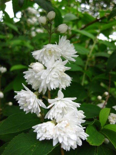 DEUTZIA  SCABRA  CANDIDISSIMA 15-Jun-09 5-39-09 PM.JPG