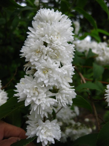DEUTZIA  SCABRA  CANDIDISSIMA 15-Jun-09 5-39-25 PM.JPG