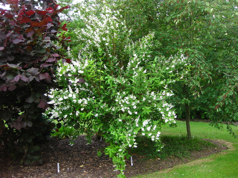 DEUTZIA  SCABRA  PRIDE  OF  ROCHESTER 18-06-2009 17-12-29.JPG