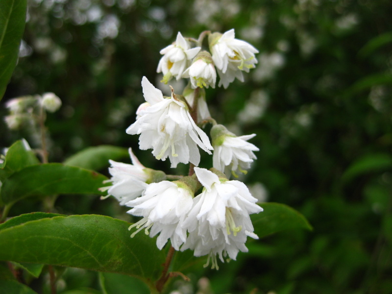 DEUTZIA  SCABRA  PRIDE  OF  ROCHESTER 18-06-2009 17-13-16.JPG
