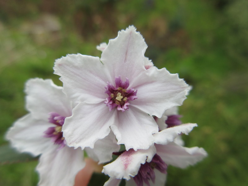 DEUTZIA  XXX 10-May-17 4-20-35 PM.JPG