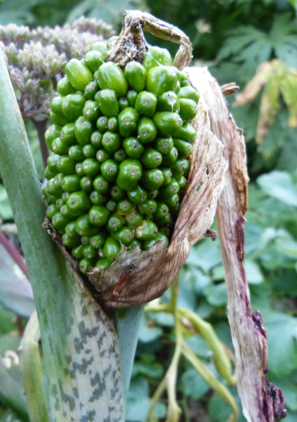 Developing Dracunculus berries.JPG