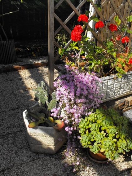 Dew Flower (Drosanthemum).jpg