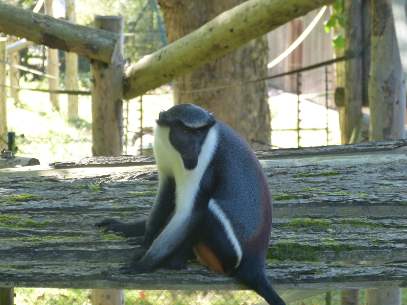 Diana Monkey.JPG