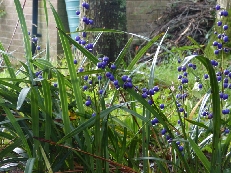Dianella tasmanica 2.JPG