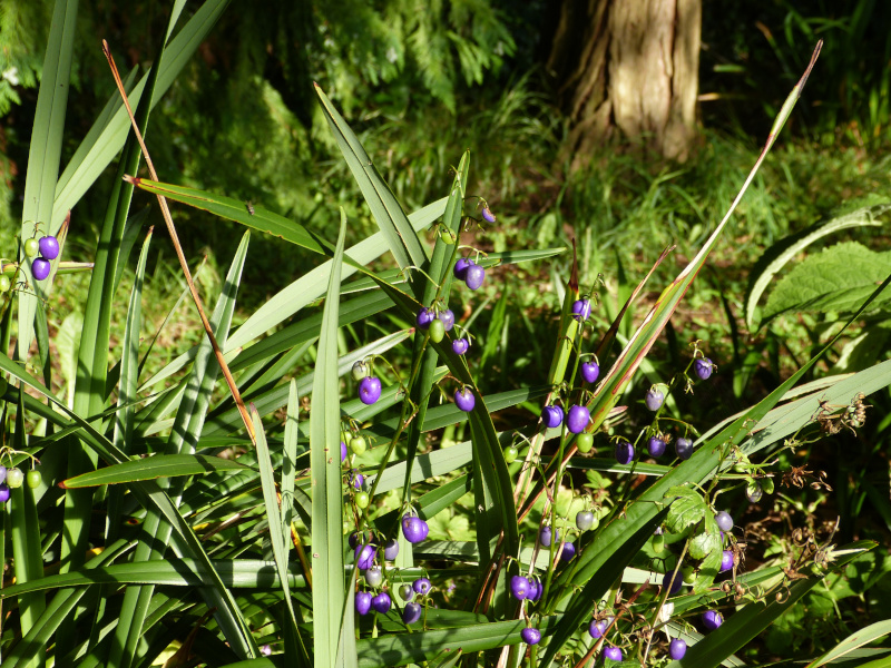 Dianella tasmanica.JPG