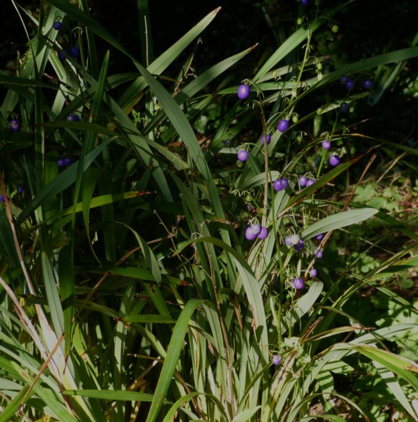 Dianella tasmanica.JPG