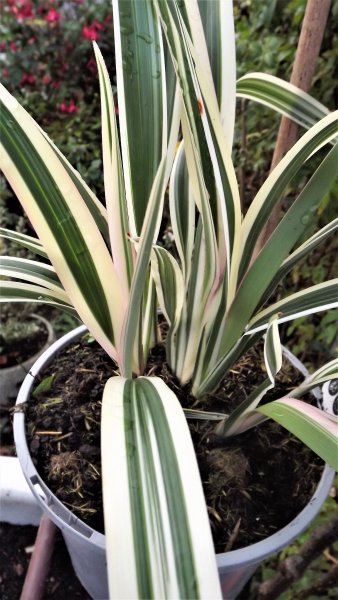 Dianella tasmanica.JPG