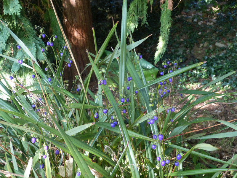Dianella tasmanica.JPG