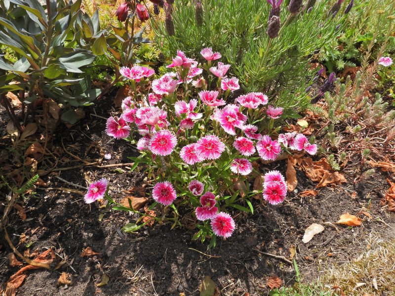 Dianthus 1.JPG